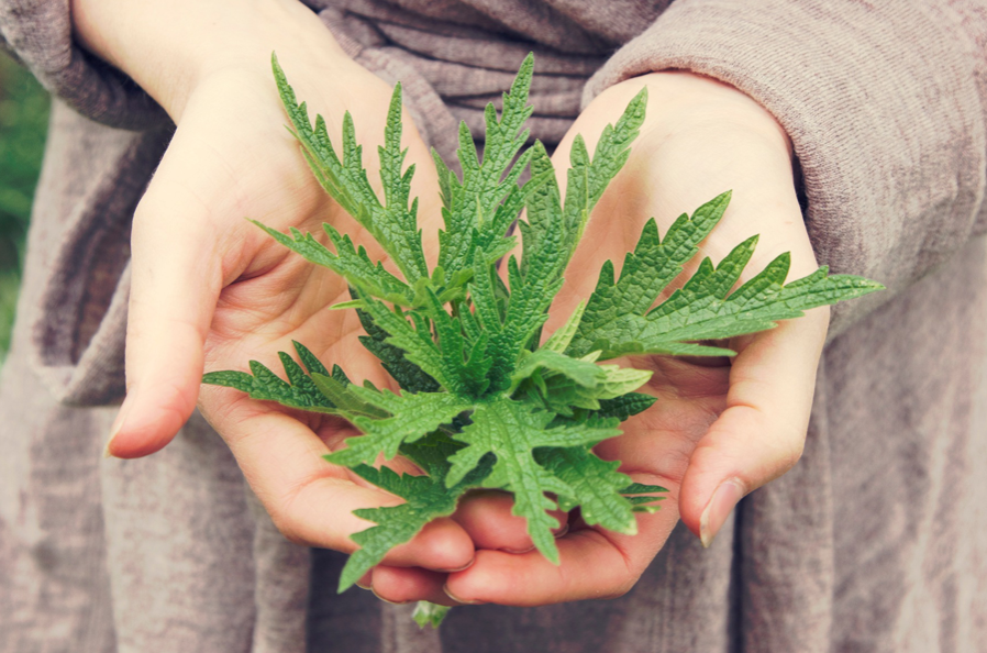 Rooted in Wisdom: Exploring Herbalism through Ancient and Modern Lenses
