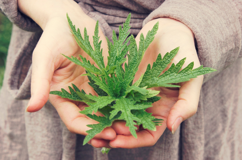 Rooted in Wisdom: Exploring Herbalism through Ancient and Modern Lenses